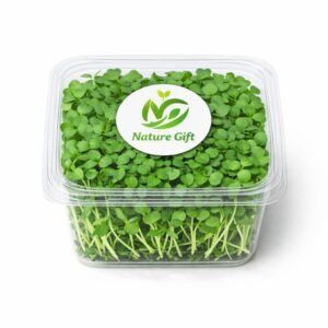 Mustard microgreen